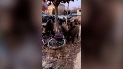 Robot chases wild boars off the streets of Warsaw