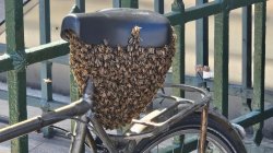 Swarm of 10,000 bees settles on bike outside Louvre in Paris