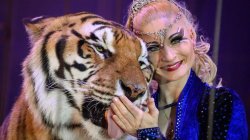 Escaped tiger shot by German police after attacking man