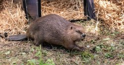 More beavers, rewilding and stately home seating as National Trust celebrates £10m pledge