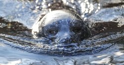 Killer seals are eating dolphins off British coast as experts raise human amputation alarm