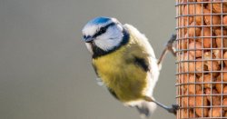 Gardeners urged to stop making 6 big mistakes or 'birds will go elsewhere'