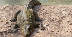 'Large crocodile' mauls man in 20s at popular tourism spot in horror attack