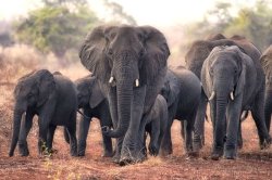 Anger as Labour fail to stop hunters bringing sick trophies to UK