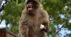 Monkeys discover unusual tactic that lets them binge on junk food – don’t try this at home