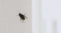 Flies 'will stay away from home' with 99p vegetable at window, say pest experts
