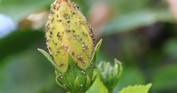 Greenfly can be 'wiped out' with bucket of 44p 'totally pesticide free' liquid