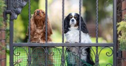 Dog trainer shares common mistake owners make when dogs bark at doorbell