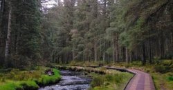 UK forest so stunning visitors think they're in Canada