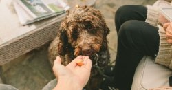UK's most dog friendly city named – not Brighton, London or York