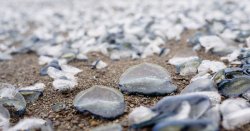 UK seaside towns beach warning as strange creature with nasty sting spotted