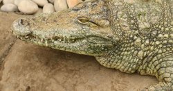 Major update on crocodile enclosure at zoo where boy, 3, was seriously injured