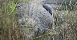 Horror as woman dies in front of terrified boyfriend after alligator bites off arm