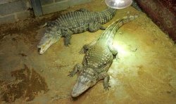 Family of boy, 3, 'thrown' into crocodile enclosure issue heartbreaking statement