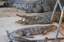 Major update after boy, 3, ‘thrown into crocodile enclosure’ at UK zoo
