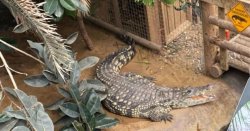Parents' statement in full after their son, 3, was 'thrown' into crocodile enclosure