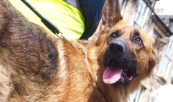 Fury at Sadiq Khan and Met for leaving police dog handlers 'utterly forgotten' in revamp